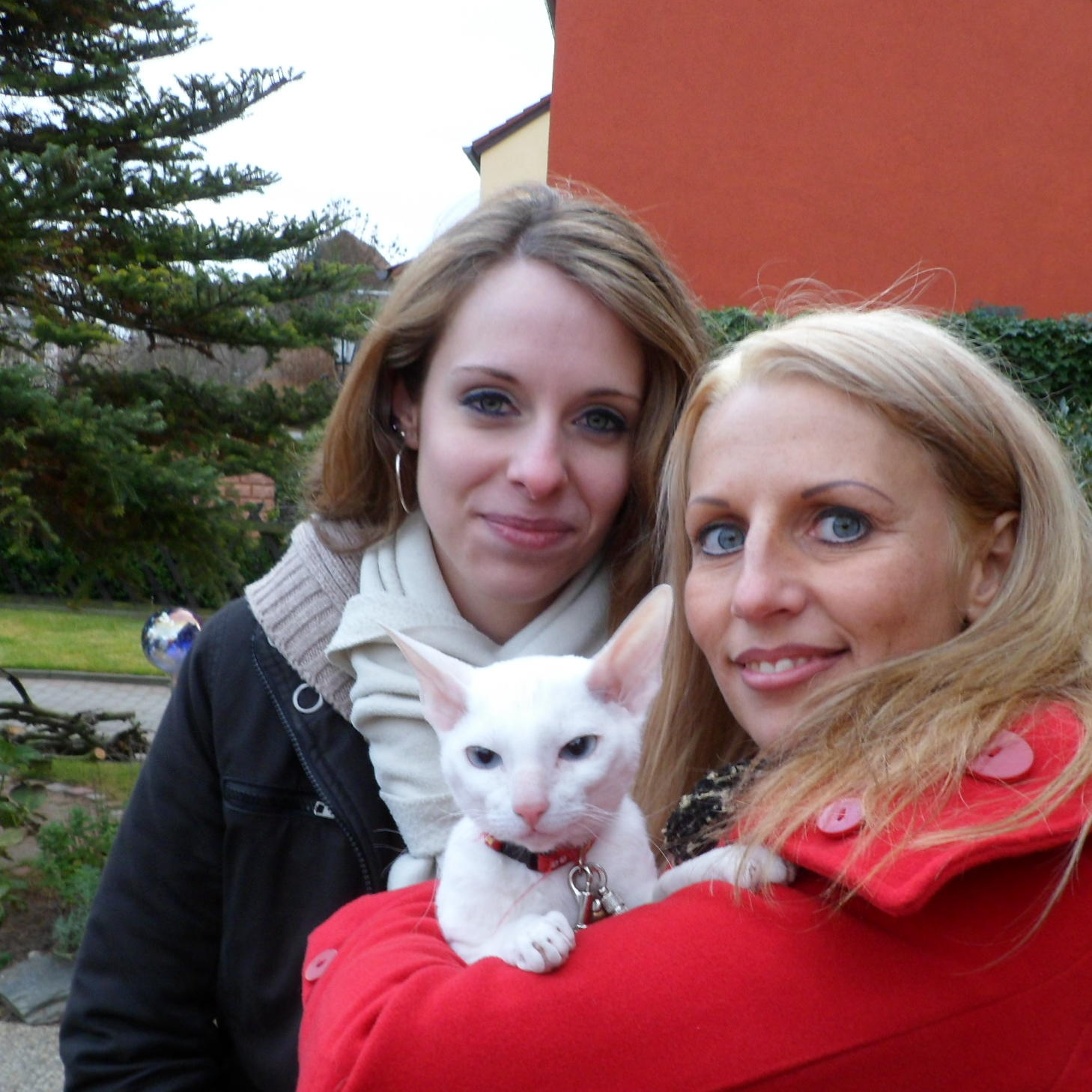 Tieranwalt - Katze auf Abwegen 2 - Neue Katze fr Sabrina Tieranwalt - Katze auf Abwegen 2 - Neue Katze fr Sabrina