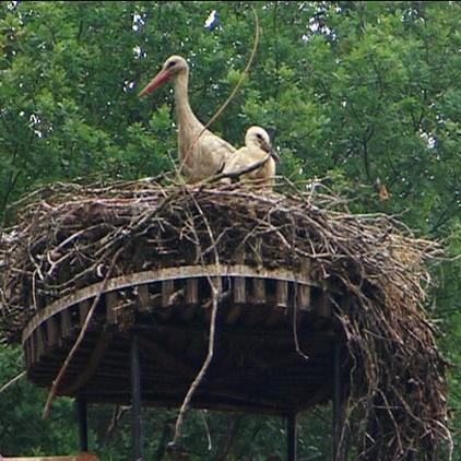 Tierpark Nordhorn Strche Tierpark Nordhorn Strche