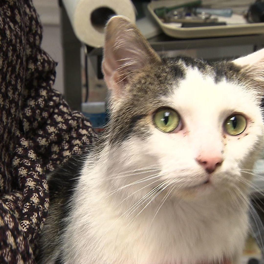 Sprechstunde - Dr. Wolf behandelt Katze mit Giardien-Parasiten Sprechstunde - Dr. Wolf behandelt Katze mit Giardien-Parasiten
