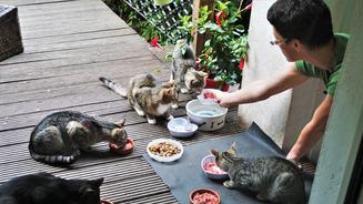 Streunerkatzen in Not