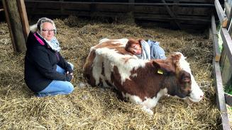 Entspannung durch Kuh-Kuscheln