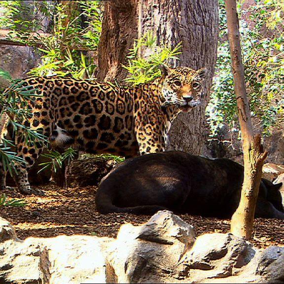 loro parque jaguare loro parque jaguare