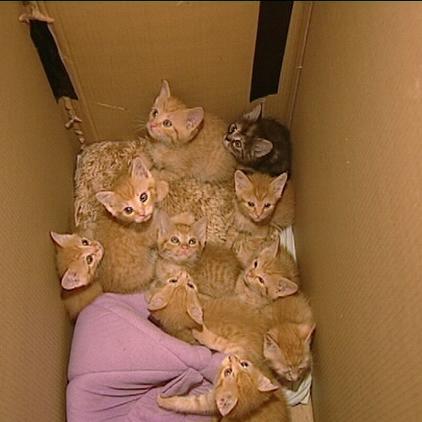 Tiergeschichten3 Katzenabys Tiergeschichten3 Katzenabys