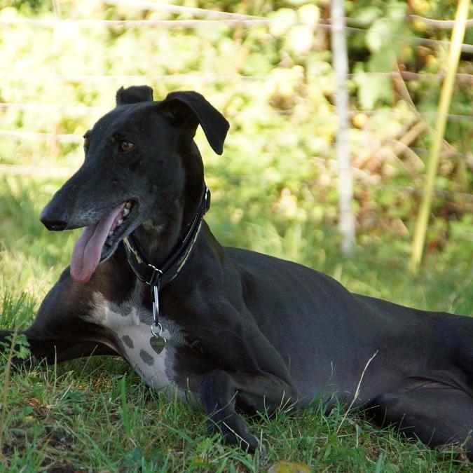 Tiergeschichten3 - VOX-DOCMA TV - Dreibeinige Galgo-Hndin Kiba hat es geschafft