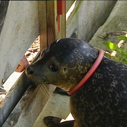 Zoo Rostock Seehund Fiete Zoo Rostock Seehund Fiete