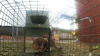 Der Katzenfänger von Bochum