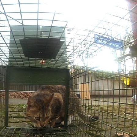 Tiere in Not - VOX - Katzen einfangen Tiere in Not - VOX - Katzen einfangen