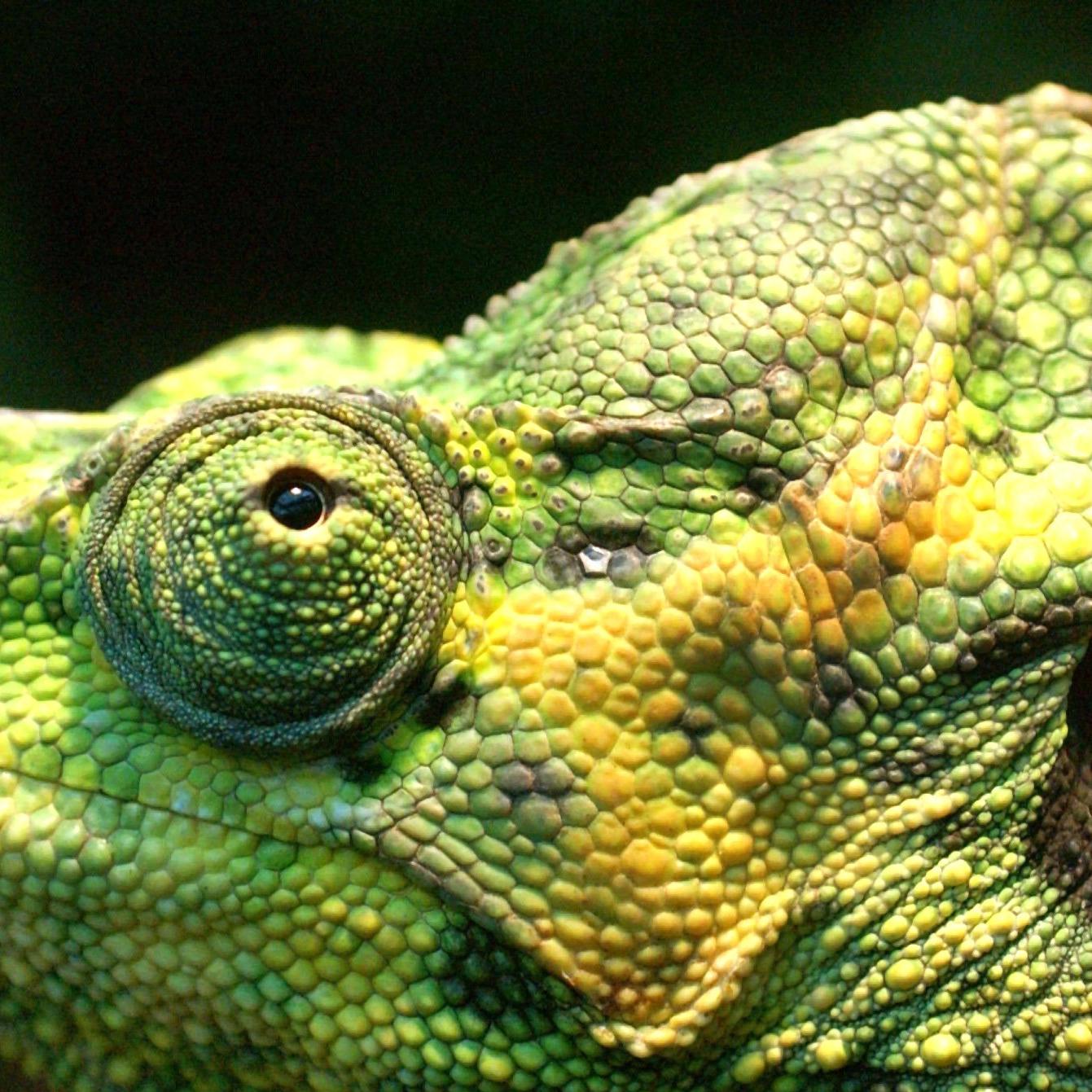Schlangen- und Reptilienschau in Erfurt Schlangen- und Reptilienschau in Erfurt