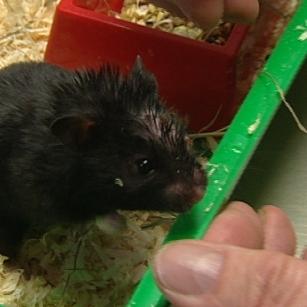 sprechstunde2 goldhamster1 sprechstunde2 goldhamster1