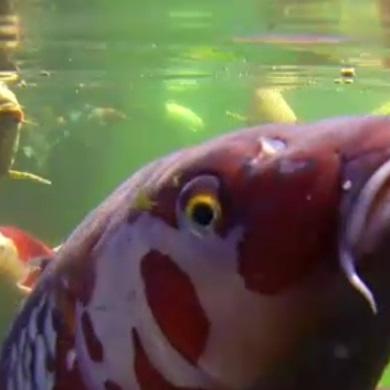 Tiergeschichten1 - VOX - Koi-Karpfen gehren zu den beliebtesten Exportschlagern Japans Tiergeschichten1 - VOX - Koi-Karpfen gehren zu den beliebtesten Exportschlagern Japans