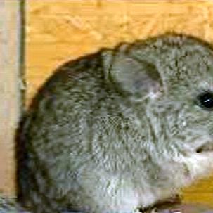 chinchilla08 chinchilla08