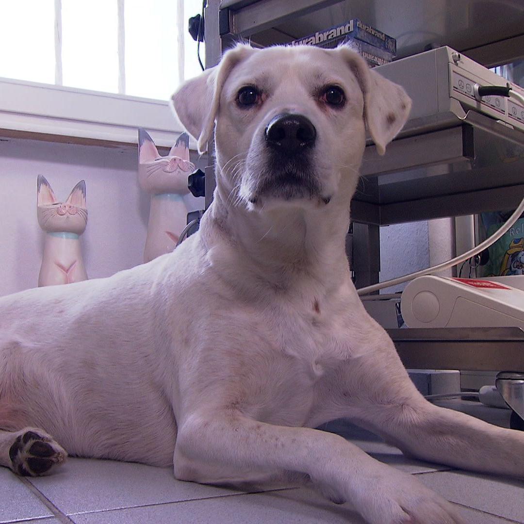 Sprechstunde - VOX - Hund Rocky mit Tumor Sprechstunde - VOX - Hund Rocky mit Tumor