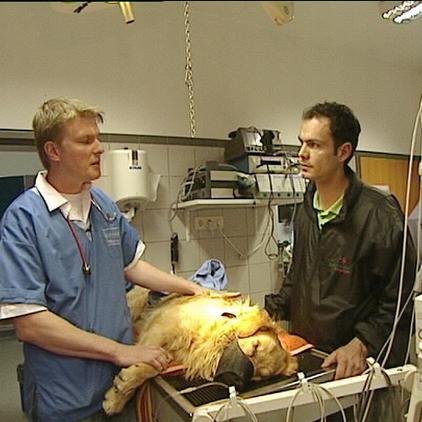 Tiergeschichten3 Golden Retriever Charly Tiergeschichten3 Golden Retriever Charly