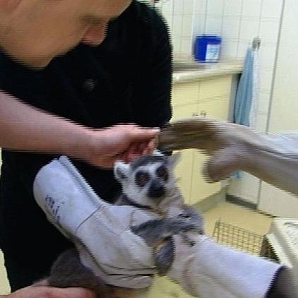 tierklinik rostock katta tierklinik rostock katta