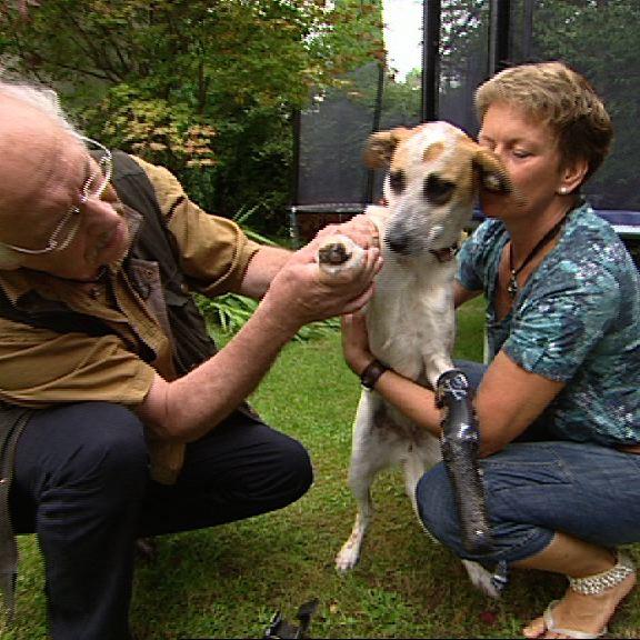 Sprechstunde1 - Dr. Wolf und Hund mit Prothesen Sprechstunde1 - Dr. Wolf und Hund mit Prothesen