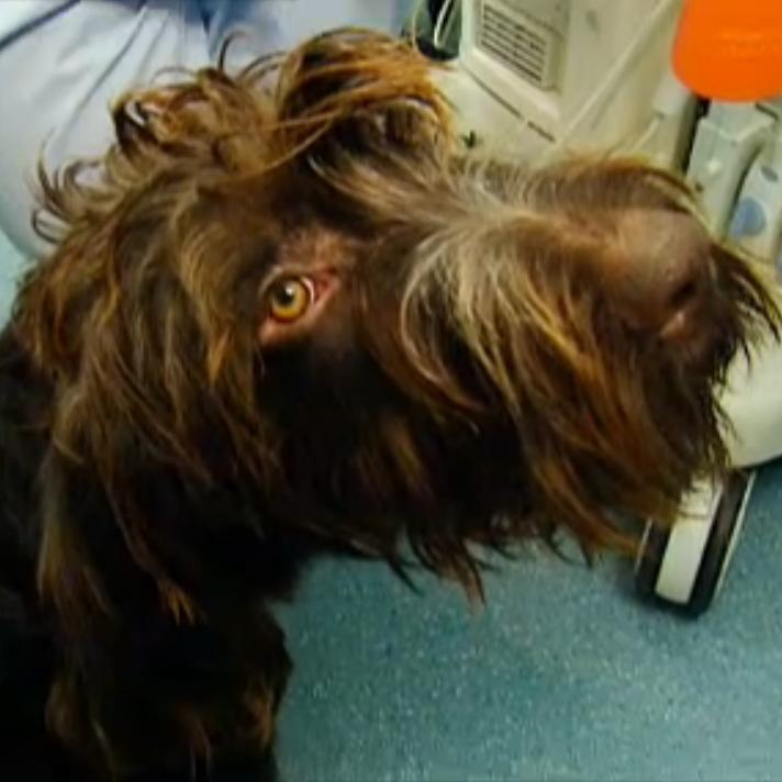 tierklinik bielefeld hund aiko tierklinik bielefeld hund aiko