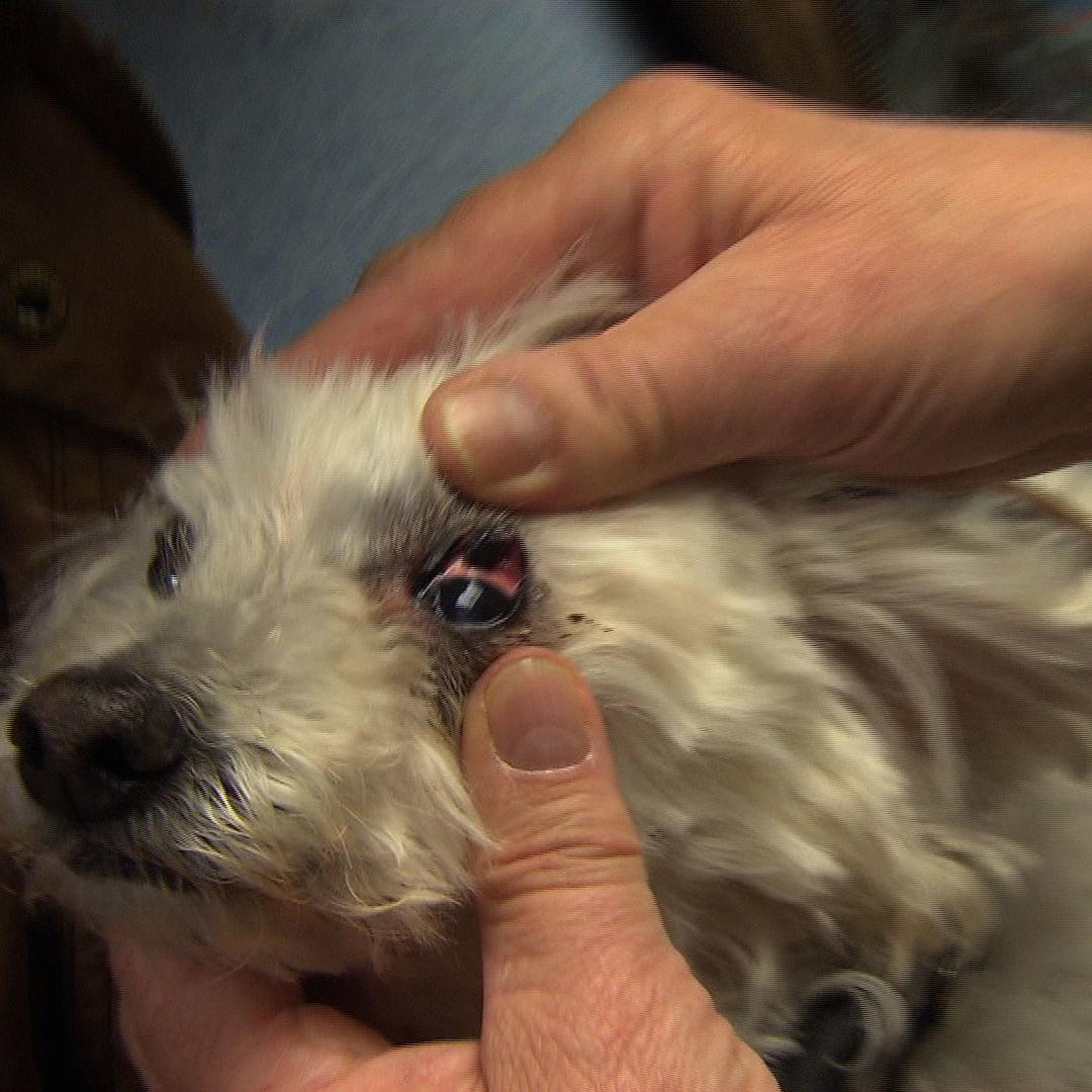 Sprechstunde - VOX - Dr. Wolf und Hund mit Augenproblem Sprechstunde - VOX - Dr. Wolf und Hund mit Augenproblem
