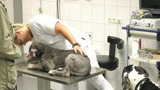 Doggenwelpe Pepe muss geimpft werden