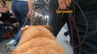 Das braucht ein Hund zum Glücklichsein