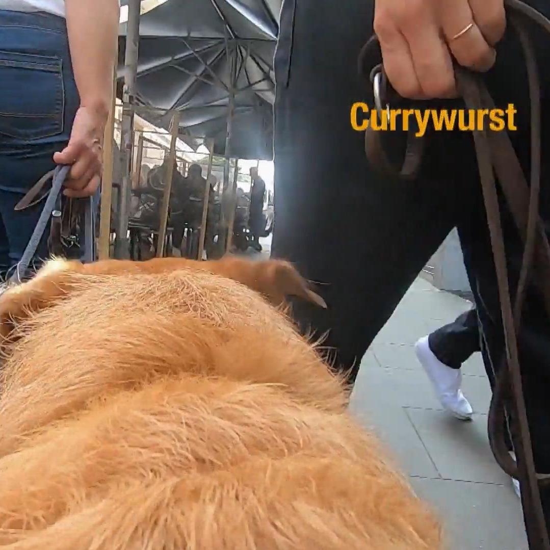Auf Hunde prasseln in einer Großstadt unzählige Eindrücke ein. Da heißt es: Einfach links liegenlassen! Auf Hunde prasseln in einer Großstadt unzählige Eindrücke ein. Da heißt es: Einfach links liegenlassen!
