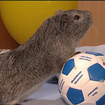 tiergeschichten2 tiergeschichten2