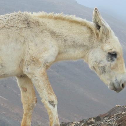 Vorschau1 - VOX-DOCMA TV - Die Vorderhufe des verwilderten Bergesels Blanco sind so stark deformiert dass er kaum noch laufen kann Vorschau1 - VOX-DOCMA TV - Die Vorderhufe des verwilderten Bergesels Blanco sind so stark deformiert dass er kaum noch laufen kann
