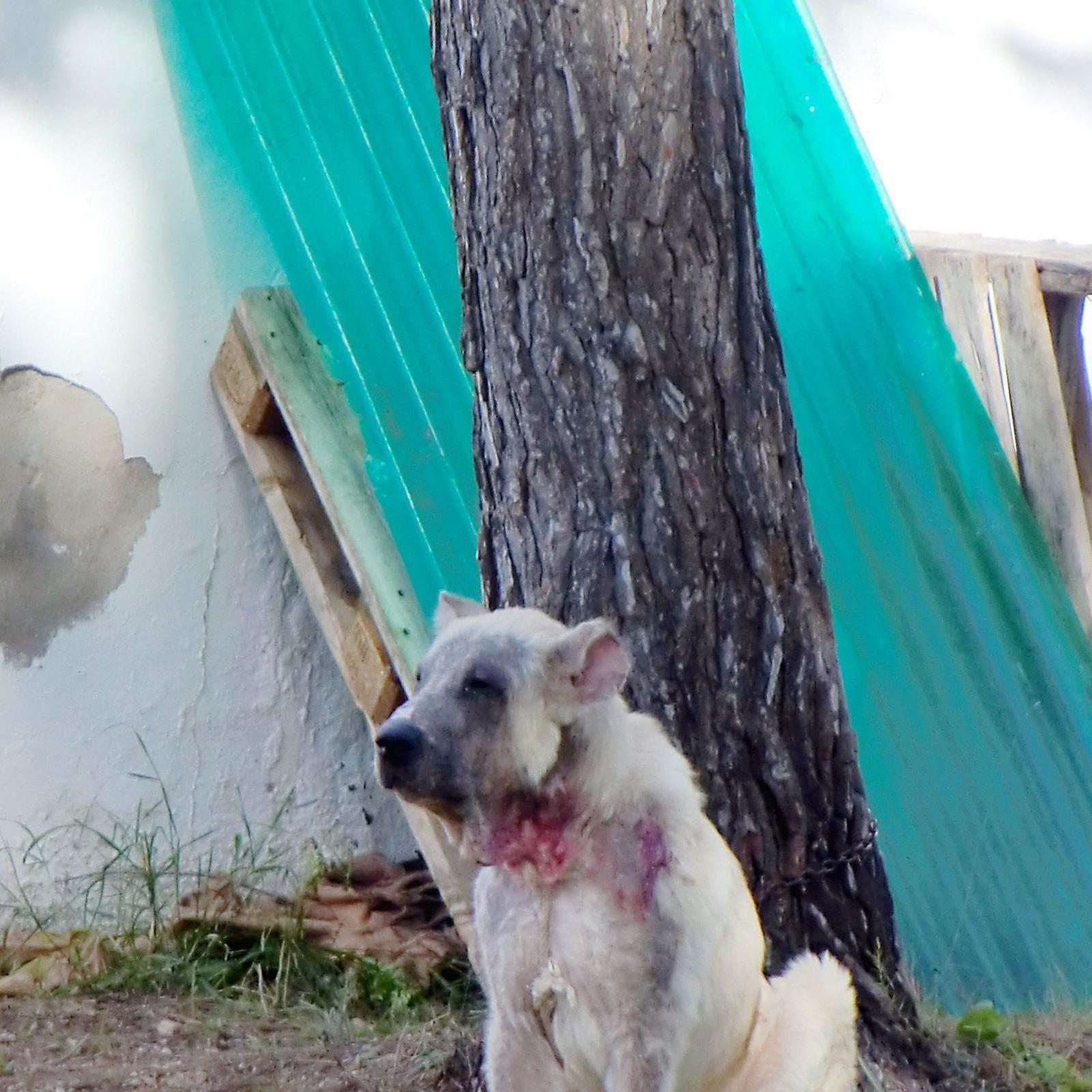 Tiergeschichten3 - Hund an der Kette.jpg Tiergeschichten3 - Hund an der Kette.jpg