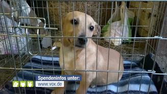Ralf Seeger rettet Hunde aus dem Krieg