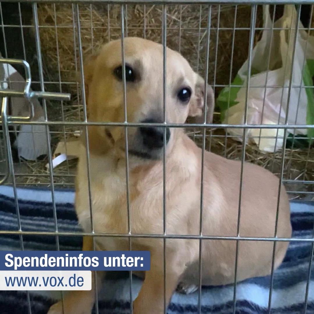 Verlassener Hund im ukrainischen Kriegsgebiet