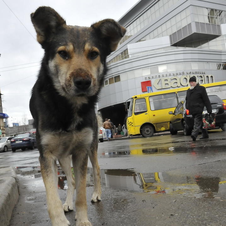Tiere in Not - Straenhund Ukraine.JPG Tiere in Not - Straenhund Ukraine.JPG