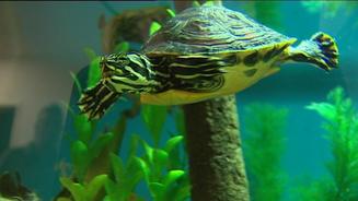 Wasserschildkröten