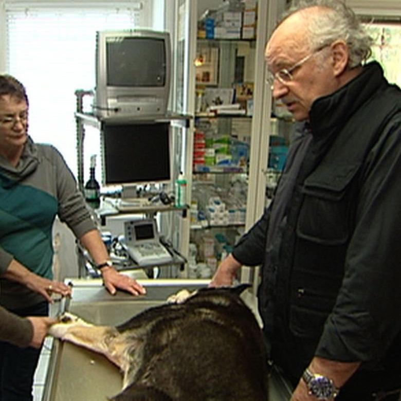 Sprechstunde - Dr. Wolf und Hund vor Euthanasie Sprechstunde - Dr. Wolf und Hund vor Euthanasie