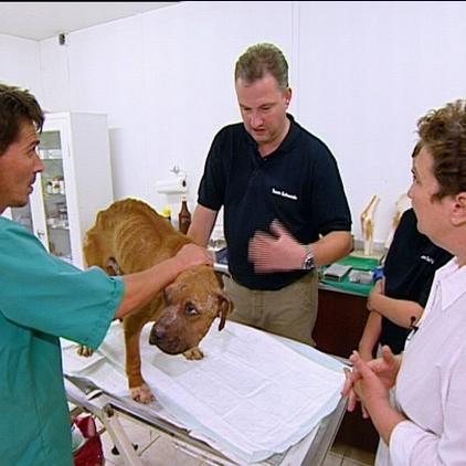 Ralf Schweda Istanbul Tierschutz Ralf Schweda Istanbul Tierschutz
