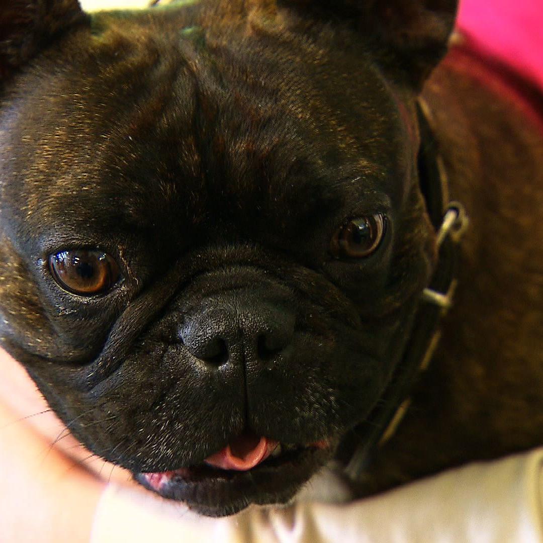 tk berlin Bulldogge tk berlin Bulldogge
