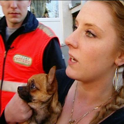 trmnchen chihuahua trmnchen chihuahua