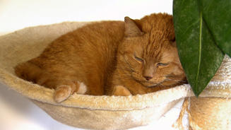 Katze Penny ist chronisch krank