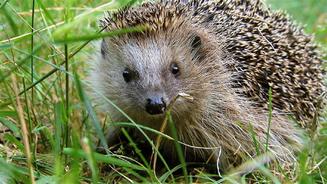 Igel in der Stadt