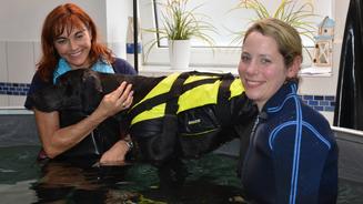 Ein Schwimmbad für kranke Hunde