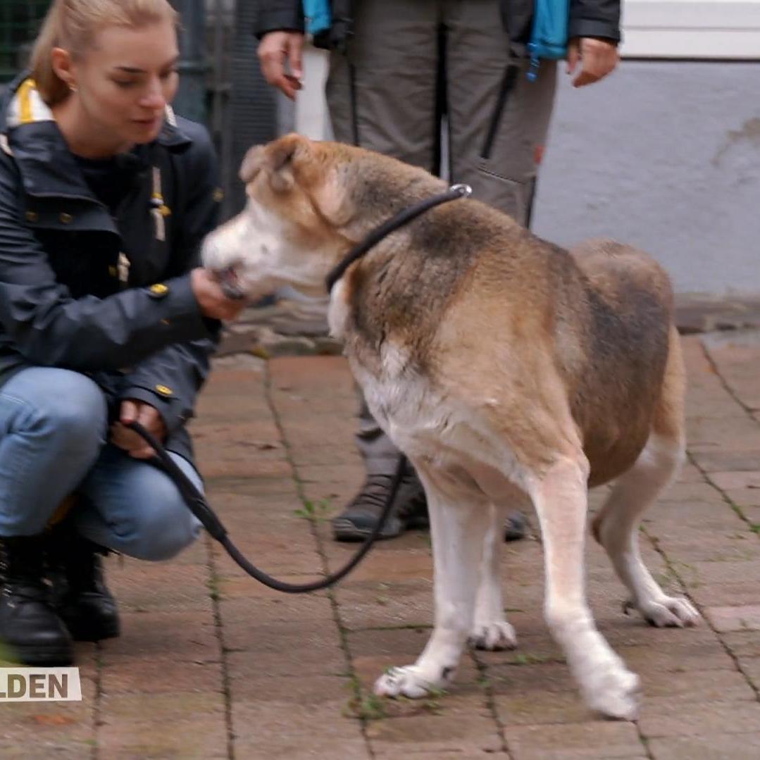 Bei einem Leckerli sagt auch eine ältere Hundedame nicht nein Bei einem Leckerli sagt auch eine ältere Hundedame nicht nein