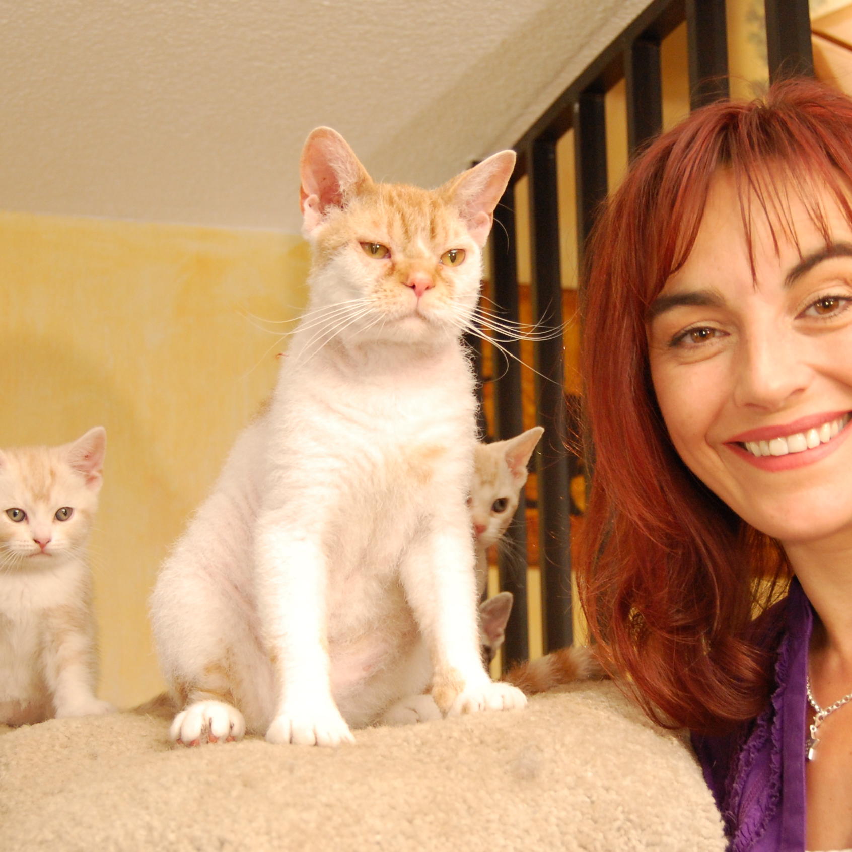 Tiergeschichten2 - Drahthaarkatzen.jpg Tiergeschichten2 - Drahthaarkatzen.jpg