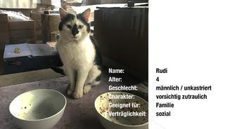 Steckbriefe der Katzen