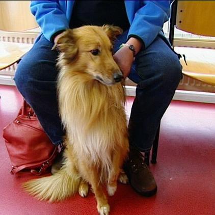 tklüneburg hund lucky
