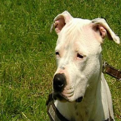 pittbull vermittlung pittbull vermittlung