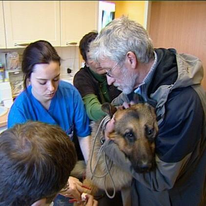 tk recklinghsn - hund rex tk recklinghsn - hund rex