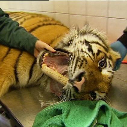 tphamm tiger hamlet tphamm tiger hamlet