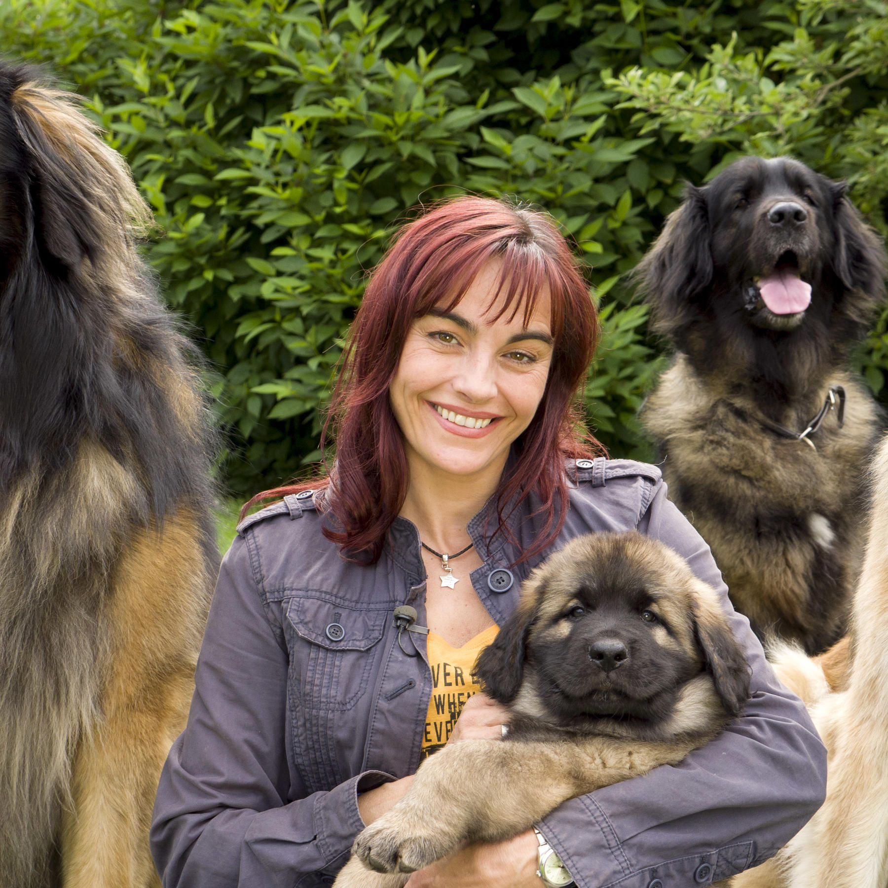 hkm Leonberger4.VOX DOCMA TV.jpg hkm Leonberger4.VOX DOCMA TV.jpg