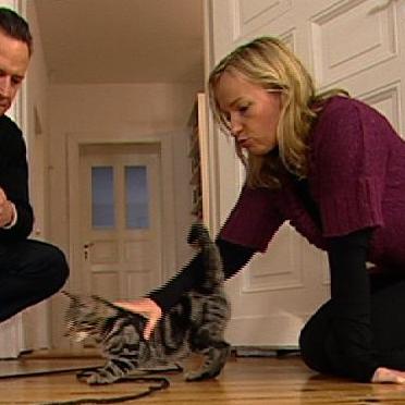 Katzentherapeutin 2 - Birga lastet junge Katze aus Katzentherapeutin 2 - Birga lastet junge Katze aus