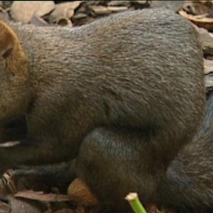 tiergeschichten1 eichhrnchen tiergeschichten1 eichhrnchen