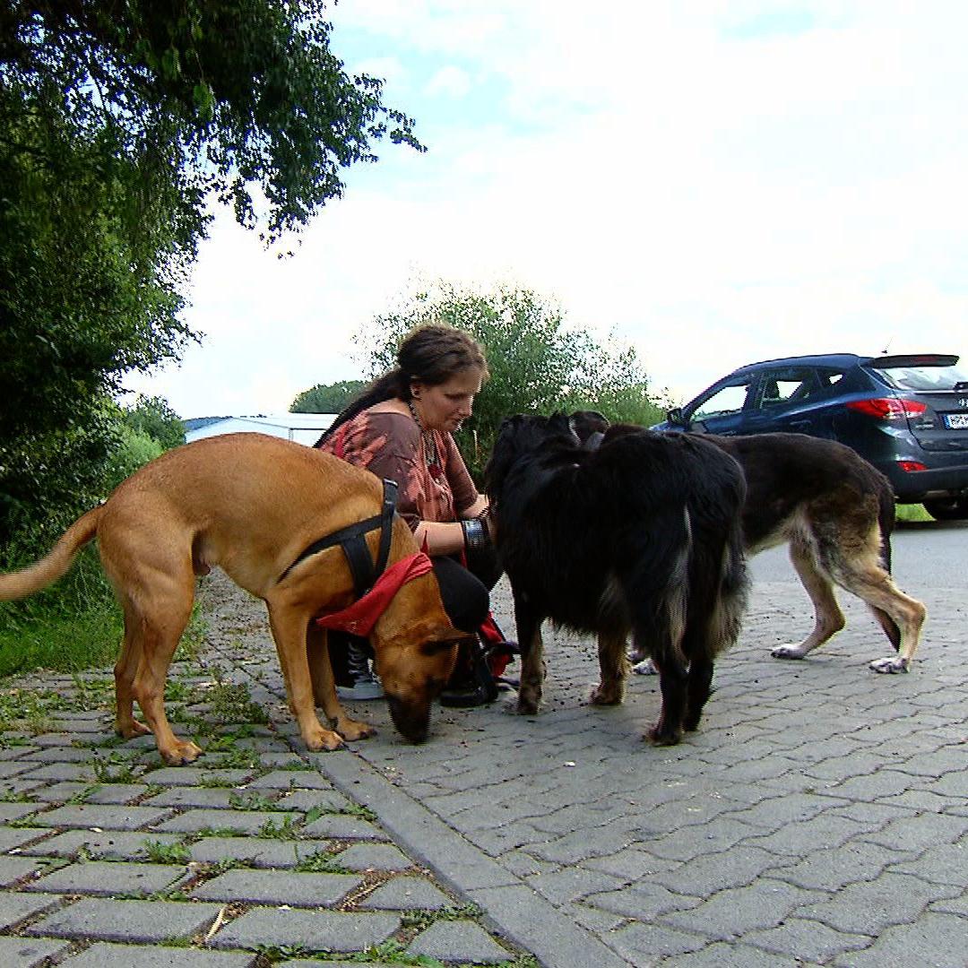 sozales tiernetz bensheim1 sozales tiernetz bensheim1