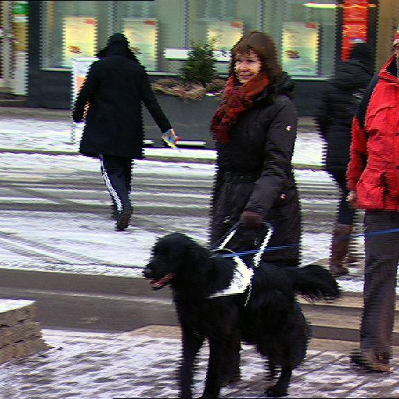 Blindenhund Blindenhund